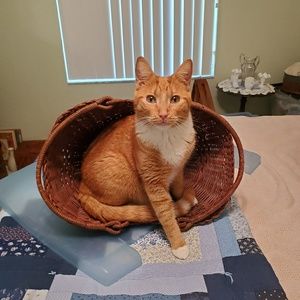 Meet your Posher, Nadine